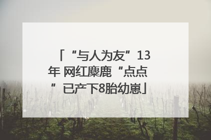 “与人为友”13年 网红麋鹿“点点”已产下8胎幼崽