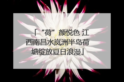 “荷”颜悦色 江西南昌水岚洲半岛荷塘绽放夏日浪漫