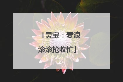 灵宝：麦浪滚滚抢收忙