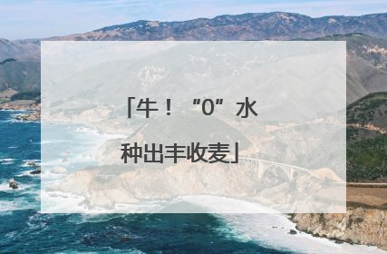 牛！“0”水种出丰收麦