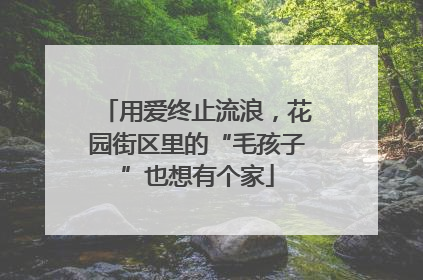 用爱终止流浪，花园街区里的“毛孩子”也想有个家