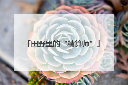 田野里的“精算师”