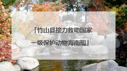 竹山县接力救助国家一级保护动物海南鳽