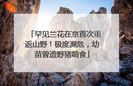 罕见兰花在京首次重返山野！极度濒危，幼苗曾遭野猪啃食