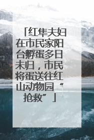 红隼夫妇在市民家阳台孵蛋多日未归，市民将蛋送往红山动物园“抢救”