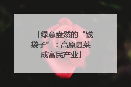 绿意盎然的“钱袋子”：高原夏菜成富民产业