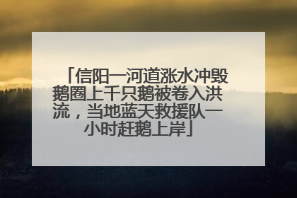 信阳一河道涨水冲毁鹅圈上千只鹅被卷入洪流，当地蓝天救援队一小时赶鹅上岸