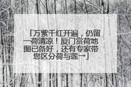 万紫千红开遍，仍留一荷清凉！厦门赏荷地图已备好，还有专家带您区分荷与莲→