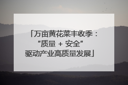 万亩黄花菜丰收季：“质量 + 安全” 驱动产业高质量发展