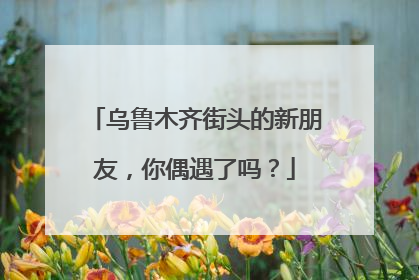 乌鲁木齐街头的新朋友，你偶遇了吗？