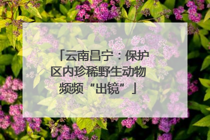云南昌宁：保护区内珍稀野生动物频频“出镜”