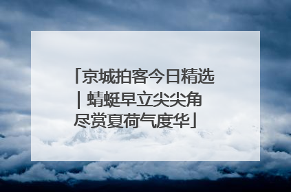 京城拍客今日精选｜蜻蜓早立尖尖角 尽赏夏荷气度华