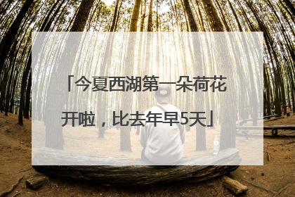 今夏西湖第一朵荷花开啦，比去年早5天