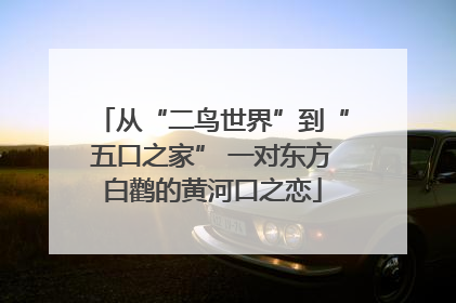 从“二鸟世界”到“五口之家” 一对东方白鹳的黄河口之恋