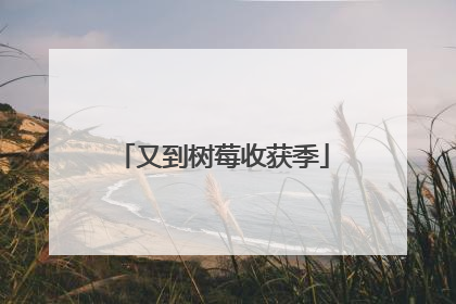 又到树莓收获季