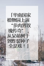 华南国家植物园上演“多肉界玫瑰传奇”，从呆萌树干到炸裂种子全是戏！