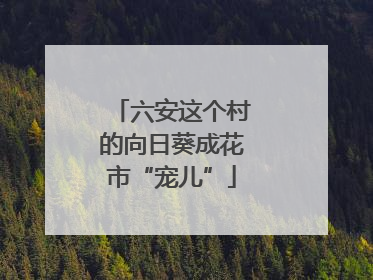 六安这个村的向日葵成花市“宠儿”