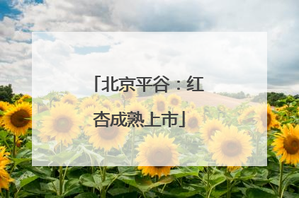 北京平谷：红杏成熟上市
