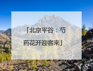 北京平谷：芍药花开迎客来