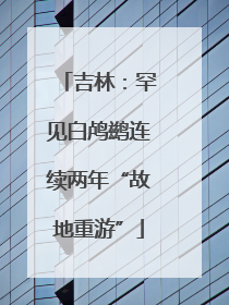 吉林：罕见白鸬鹚连续两年“故地重游”