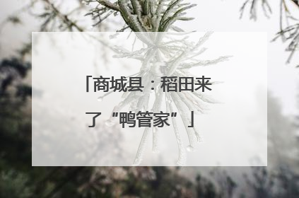 商城县：稻田来了“鸭管家”