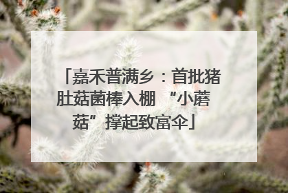 嘉禾普满乡：首批猪肚菇菌棒入棚 “小蘑菇”撑起致富伞