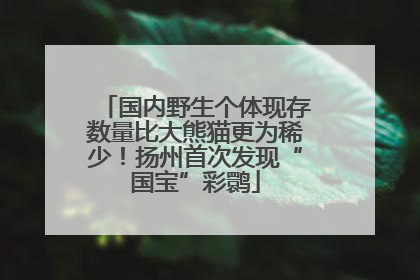 国内野生个体现存数量比大熊猫更为稀少！扬州首次发现“国宝”彩鹮