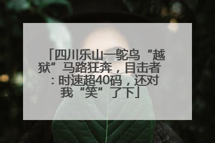 四川乐山一鸵鸟“越狱”马路狂奔，目击者：时速超40码，还对我“笑”了下