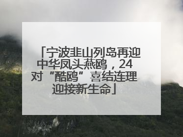 宁波韭山列岛再迎中华凤头燕鸥，24对“酷鸥”喜结连理迎接新生命