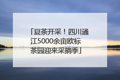 夏茶开采！四川通江5000余亩欧标茶园迎来采摘季