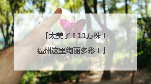 太美了！11万株！福州这里绚丽多彩！