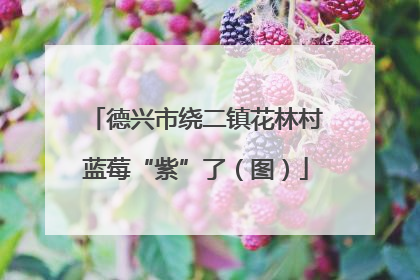 德兴市绕二镇花林村蓝莓“紫”了（图）