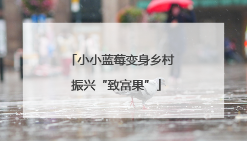 小小蓝莓变身乡村振兴“致富果”