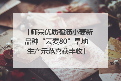 师宗优质强筋小麦新品种“云麦80”旱地生产示范喜获丰收