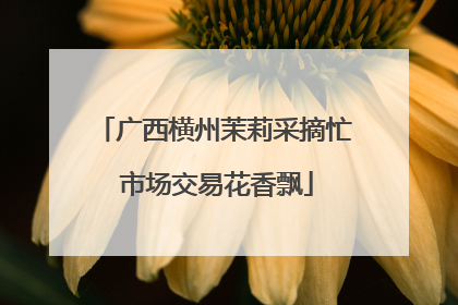 广西横州茉莉采摘忙 市场交易花香飘