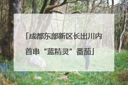 成都东部新区长出川内首串“蓝精灵”番茄