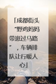 成都街头“野鸡妈妈带崽过马路”，车辆排队让行暖人心