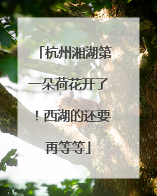 杭州湘湖第一朵荷花开了！西湖的还要再等等