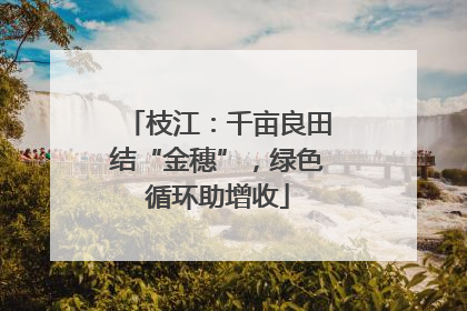枝江：千亩良田结“金穗”，绿色循环助增收