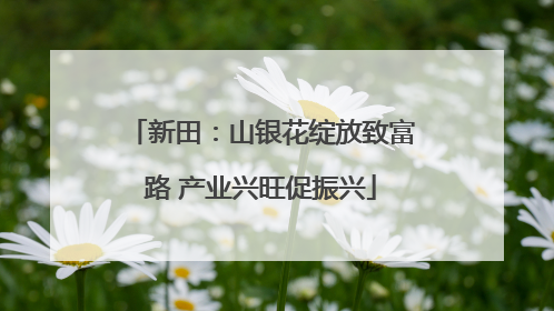 新田：山银花绽放致富路 产业兴旺促振兴