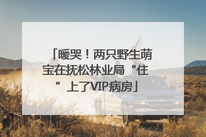 暖哭！两只野生萌宝在抚松林业局“住”上了VIP病房
