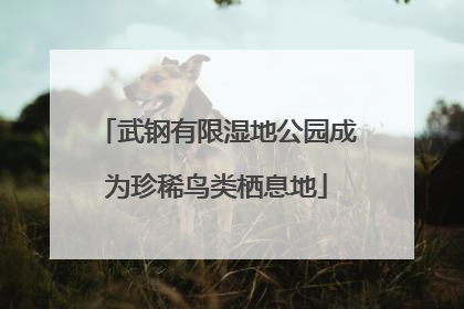 武钢有限湿地公园成为珍稀鸟类栖息地