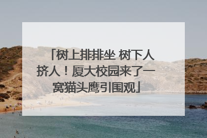 树上排排坐 树下人挤人！厦大校园来了一窝猫头鹰引围观
