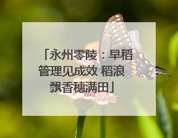 永州零陵：早稻管理见成效 稻浪飘香穗满田