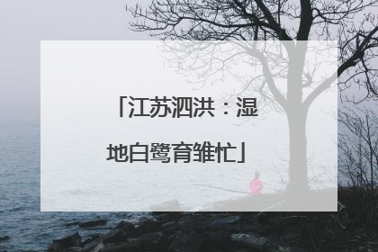 江苏泗洪：湿地白鹭育雏忙