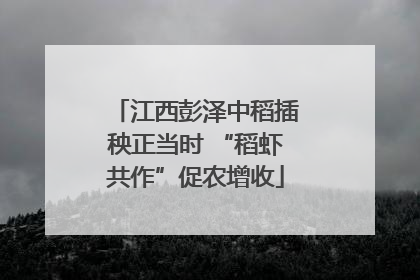 江西彭泽中稻插秧正当时 “稻虾共作”促农增收