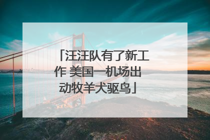 汪汪队有了新工作 美国一机场出动牧羊犬驱鸟