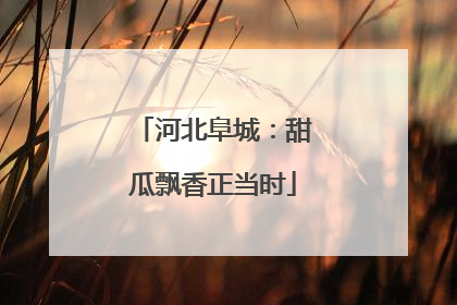 河北阜城：甜瓜飘香正当时
