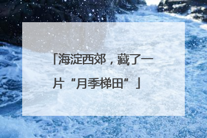 海淀西郊，藏了一片“月季梯田”