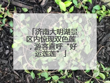 济南大明湖景区内惊现双色莲，游客直呼“好运莲莲”